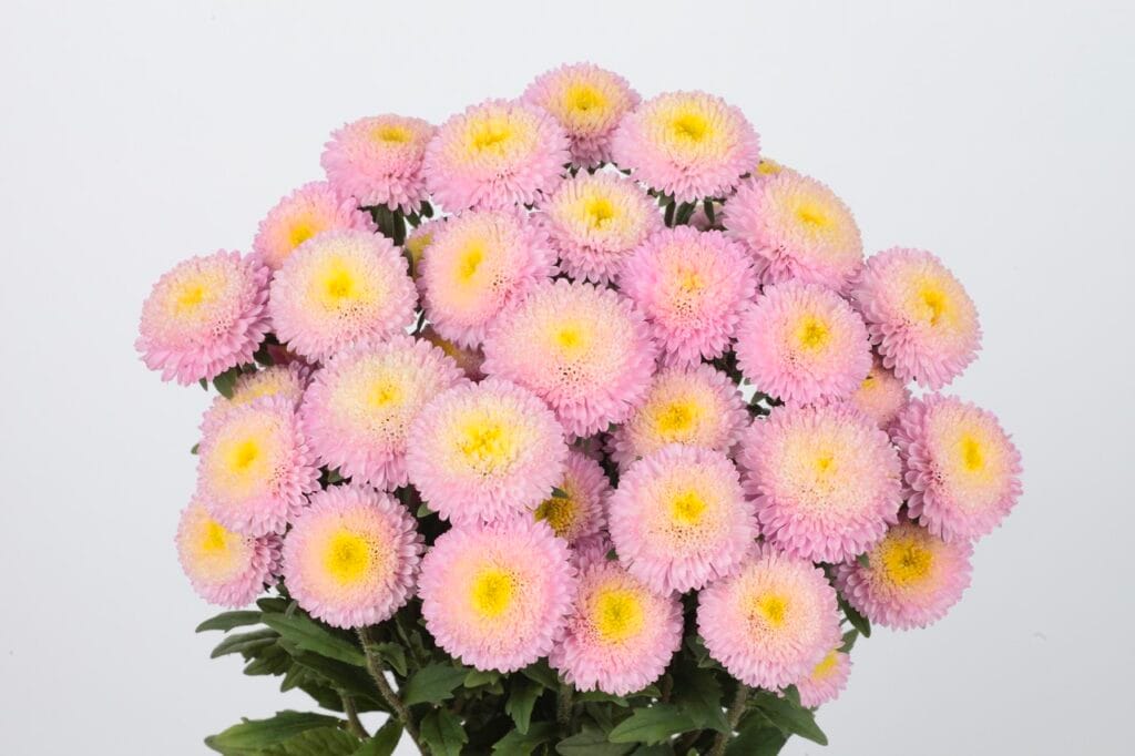 Bonita Shell Pink