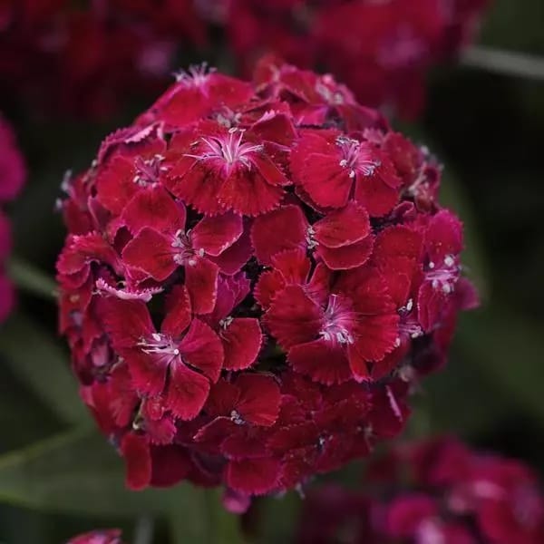 Sweet Purple