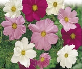 Dwarf Sensation Mix