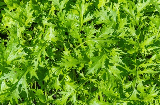 Mizuna