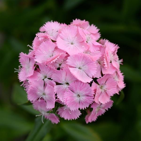 Sweet Pink