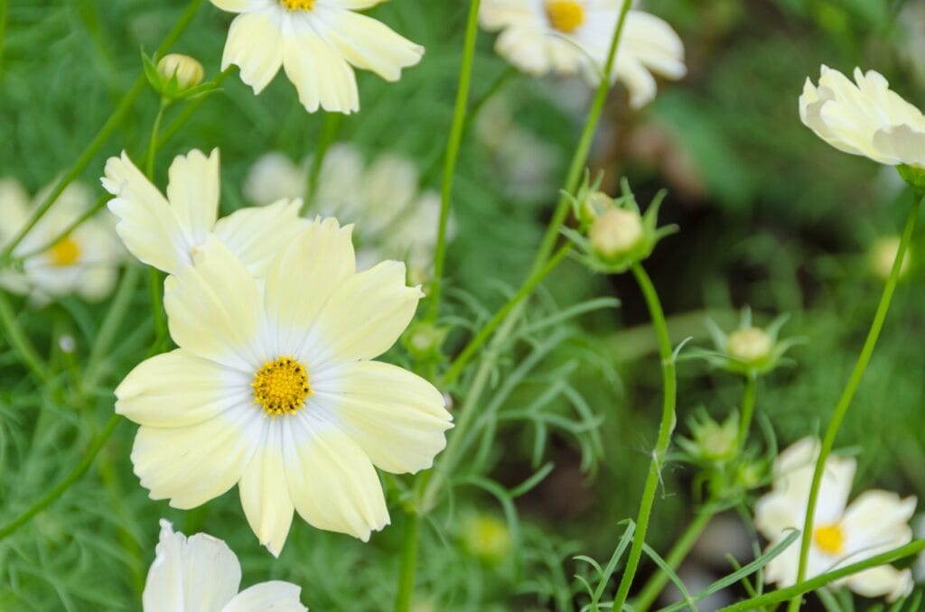 Xanthos