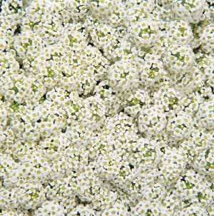 Wonderland White