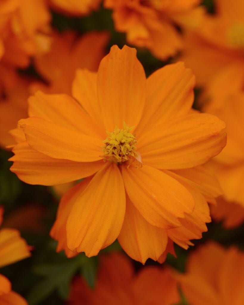 Mandarin Orange