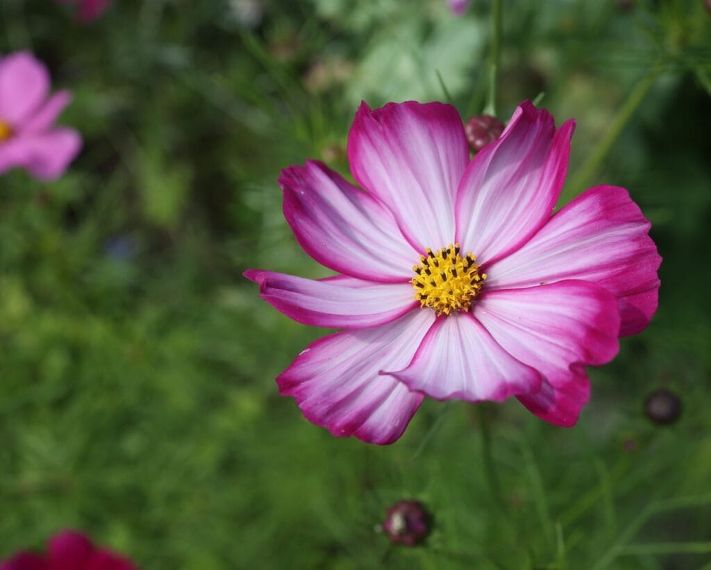 Fizzy Rose Picotee