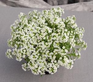 Giga White