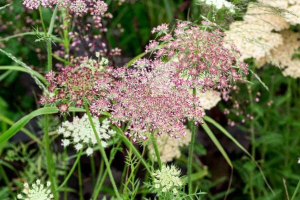Daucus Dara