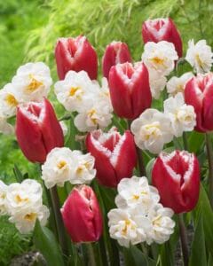 Daffodil . Strawberry Twist