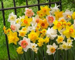Daffodil . All in One Blend