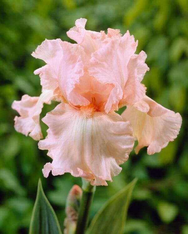 Iris . Pink Attraction