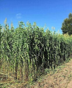 Egyptian Wheat