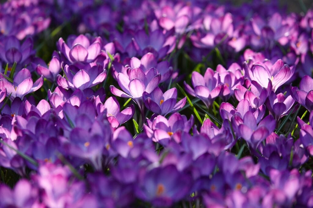 Crocus . Ruby Giant