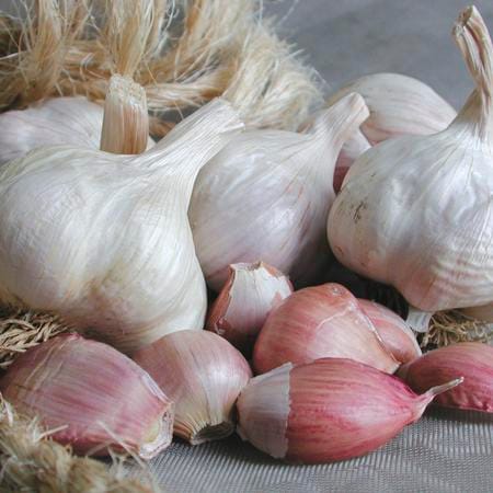 Garlic . Italian Late