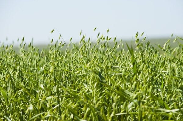 Oats