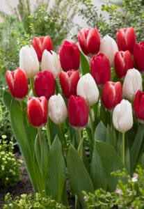Tulip . Candy Cane Mixture