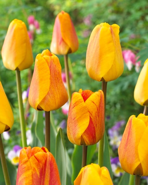 Tulip . Beauty of Apeldoorn