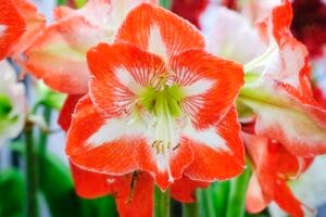 Amaryllis . Minerva
