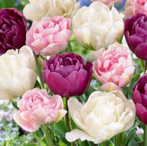 Tulip . Double Dutch Mixture