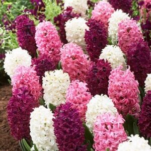 Hyacinth . Valentine Mix