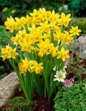 Daffodil Mini . Tete A Tete