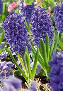 Hyacinth