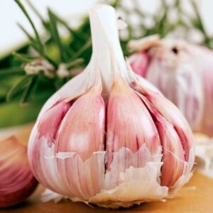 Garlic . Inchelium Red