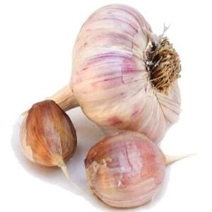 Garlic . Spanish Roja
