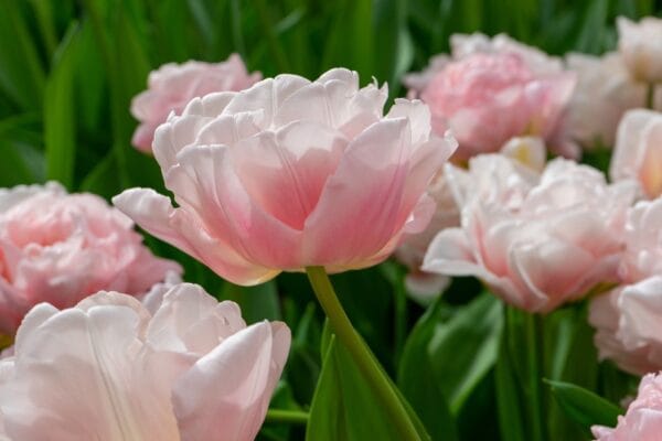 Tulip . Dreamer