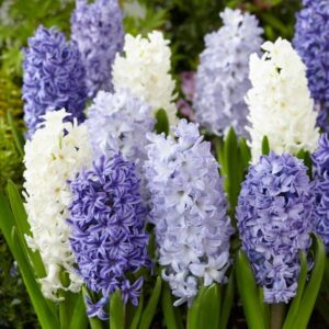 Hyacinth . Delft Blue Mix