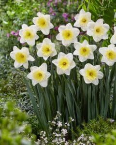 Daffodil . Ice Follies