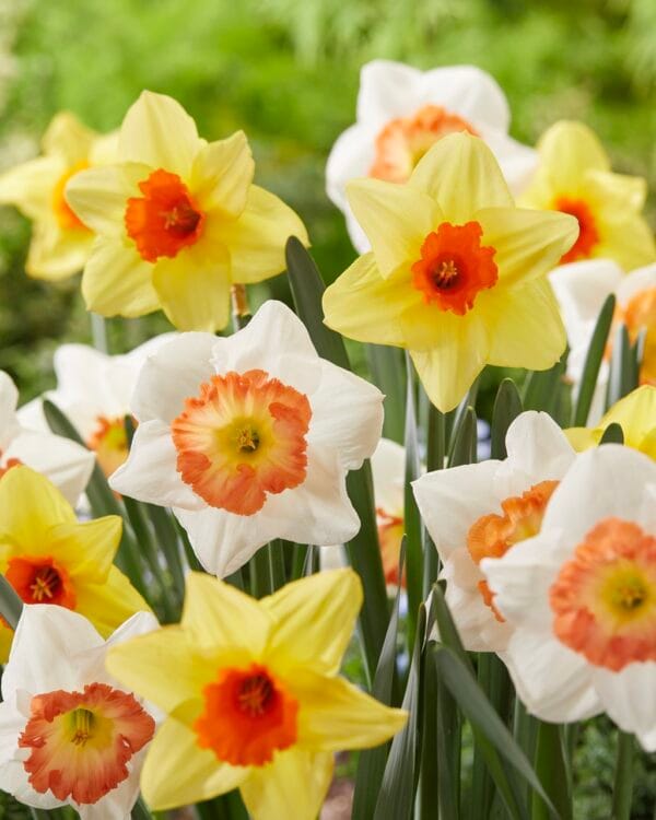 Daffodil . Large Cupped Mixture