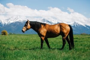 Champion Pasture Mix