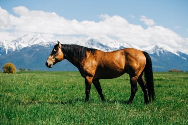 Champion Pasture Mix