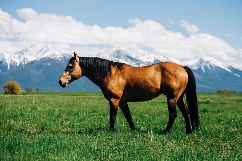 Champion Pasture Mix