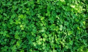 Miniature Clover