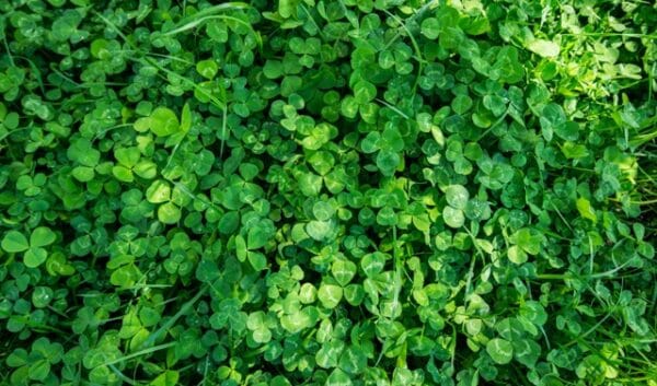 Miniature Clover