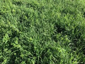 Horse Hay Mix