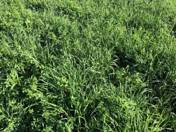 Horse Hay Mix
