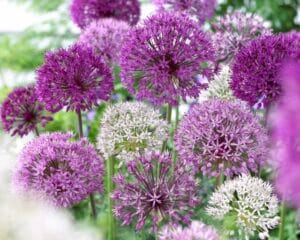 Allium . Wild About Allium