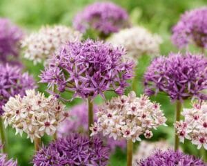 Allium . Starlight Blend
