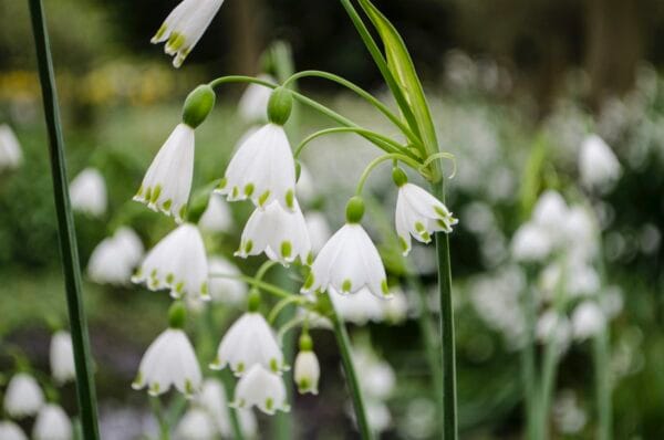 Leucojum . Giant Snowdrop
