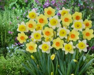 Daffodil . Trumpet Mix