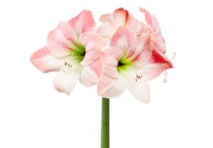 Amaryllis . Apple Blossom