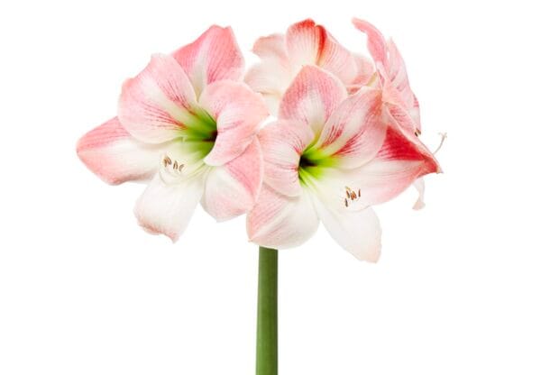 Amaryllis . Apple Blossom
