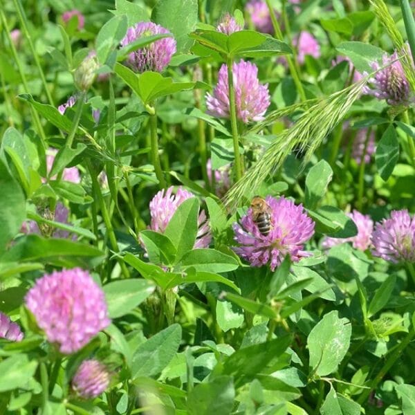 Medium Red Clover