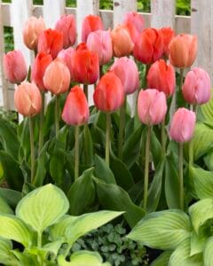 Tulip . Blush Mix