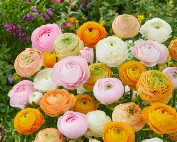 Ranunculus . Pastel Mix