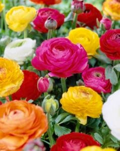 Ranunculus . Mix