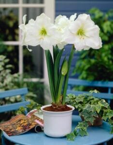 Amaryllis . Christmas Gift