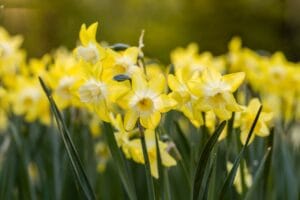 Daffodil . Pipit